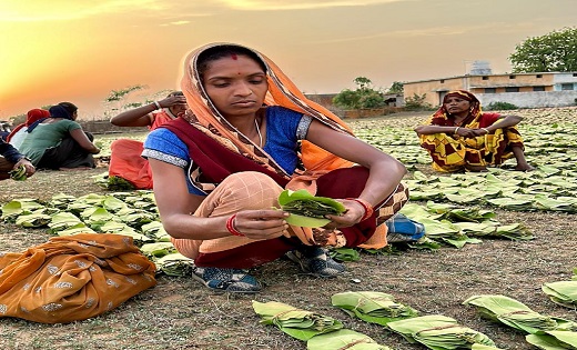 जिले में तेजी से चल रहा तेंदुपत्ता संग्रहण का कार्य - CG Sandesh