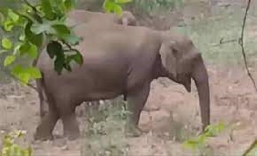ग्रामीणों में दहशत : यहां पहुंचा 35 हाथियों का बड़ा दल...7 ग... - CG Sandesh