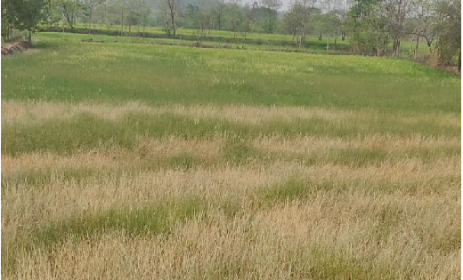 सरायपाली : ठेकेदार की मनमानी से किसान परेशान, कलेक्टर से की ... - CG Sandesh