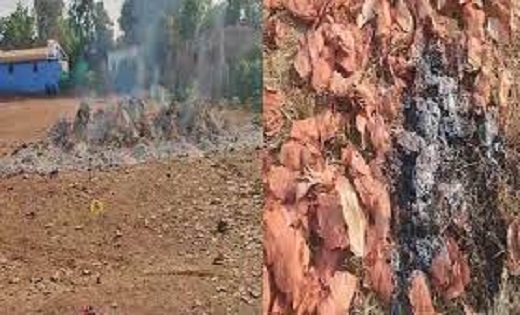 50 बोरा तेंदूपत्ता जलकर खाक...नक्सलियों ने तेंदूपत्ता फड़ में... - CG Sandesh