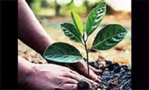 छत्तीसगढ़ में हरियाली प्रसार एवं वन संवर्धन के लिए होगा वृहद ... - CG Sandesh