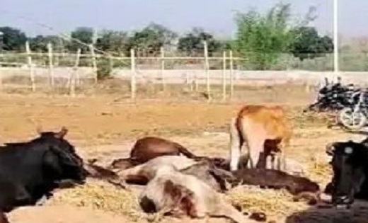 ट्रक पलटने से 12 मवेशियों की मौत, 12 की हालत गंभीर - CG Sandesh