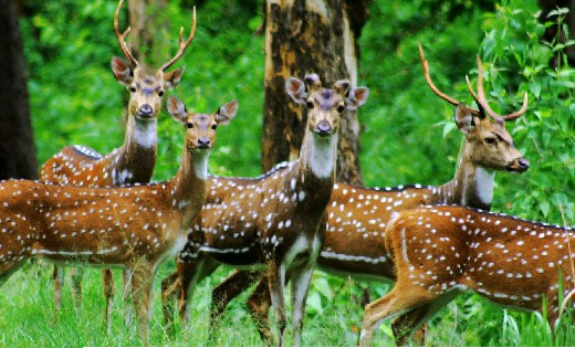 बारनवापारा में सैलानियों के लिए नया आकर्षण म्यूजियम, लायब्रे... - CG Sandesh