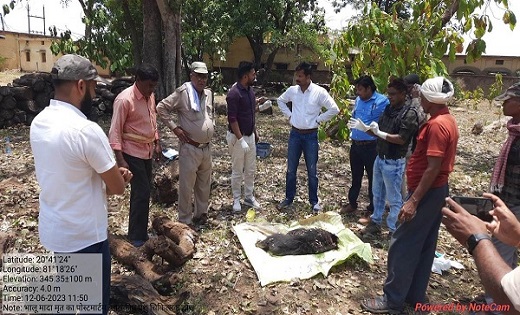 CG : मादा भालू की हुई मौत...दो भालुओं के बीच खूनी संघर्ष - CG Sandesh