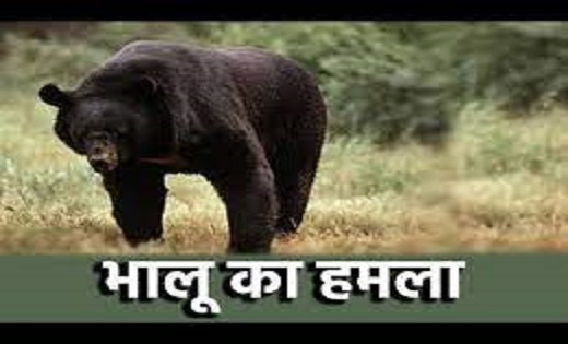  भालुओं ने दंपती पर किया हमला, महिला की मौत, पति की हालत गंभ... - CG Sandesh