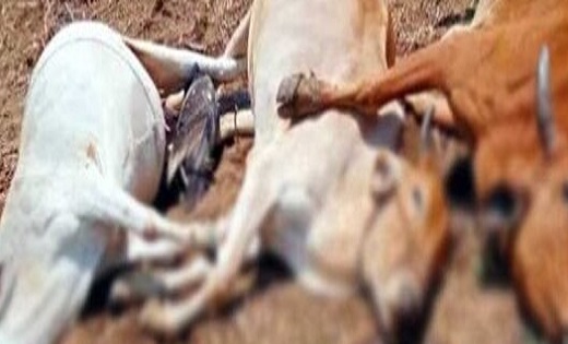 गांव में मचा हड़कंप : हाईटेंशन तार की चपेट में आने से कई मवेश... - CG Sandesh