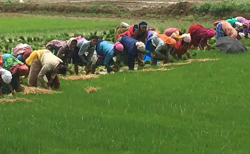 महासमुंद : चालू खरीफ मौसम में खेती-किसानी के लिए जिले में 42... - CG Sandesh