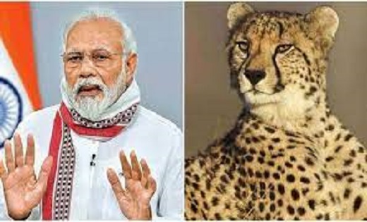 पीएम मोदी आज चीता प्रोजेक्ट की करेंगे समीक्षा ...बुलाई उच्चस... - CG Sandesh