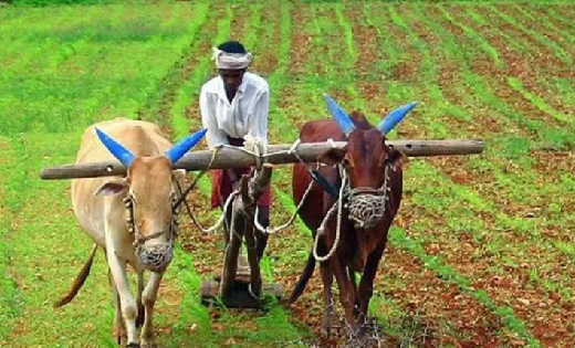 खेती-किसानी के लिए किसानों को समसामायिक सलाह - CG Sandesh