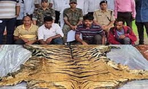 CG CRIME : बाघ के खाल की तस्करी करते 4 आरोपी गिरफ्तार…20 लाख... - CG Sandesh