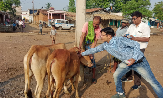महासमुंद : पशुओं को गलघोंटू रोग से बचाव के लिए लगवाएं टीका - CG Sandesh