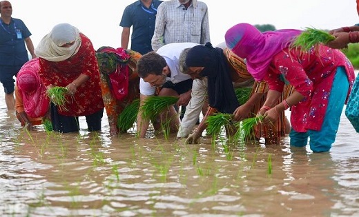 किसानों के बीच अचानक पहुंचे राहुल गांधी... खेतों में चलाया ट... - CG Sandesh