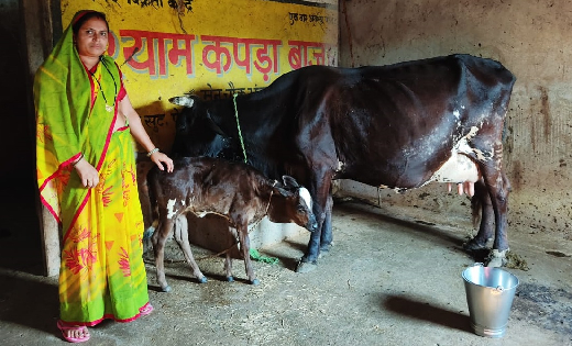 बसना : सफलता की कहानीव : गौ पालन से गृहिणी रुक्मणी पटेल आर्थ... - CG Sandesh