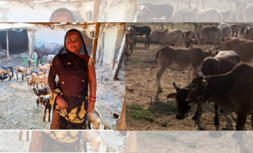महासमुंद : सफलता की कहानी  : गोधन न्याय योजना से किरित बाई क... - CG Sandesh