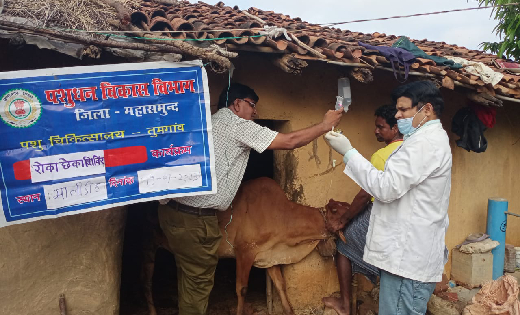 महासमुंद : रोका-छेका कार्यक्रम अंतर्गत लगाया गया पशु चिकित्स... - CG Sandesh