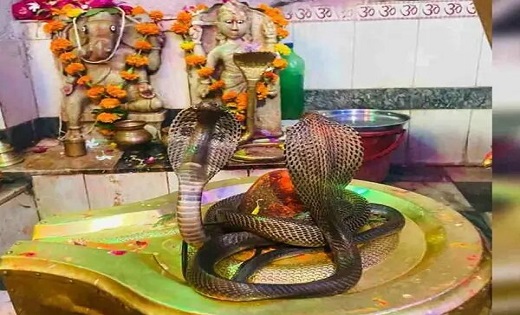 सावन में हर साल भोलेनाथ के दर्शन को पहुँचता है नाग-नागिन का ... - CG Sandesh