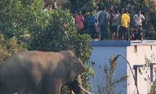 हाथी ने गांव में घुसकर मचाया उत्पात : खेतों और बाड़ियों में ... - CG Sandesh