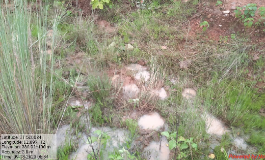 बसना-बिलाईगढ़ बॉर्डर पर विचरण कर रहा हाथियों का दल, फसलों को ... - CG Sandesh
