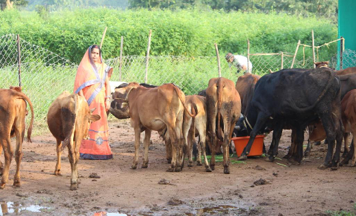 महासमुंद : सफलता की कहानी : सरकारी योजना का लाभ लेकर उर्मिला... - CG Sandesh