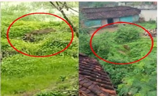 वन विभाग ने किया ग्रामीणों को अलर्ट...तेंदुए ने मवेशियों को ... - CG Sandesh