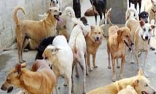 CG : आवारा कुत्तों से बचने डबरी में गिरी स्कूली बच्ची...डूबन... - CG Sandesh