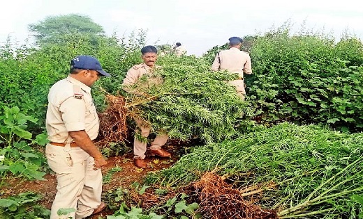 5 लाख से अधिक कीमत के गांजे की फसल के साथ किसान गिरफ्तार - CG Sandesh