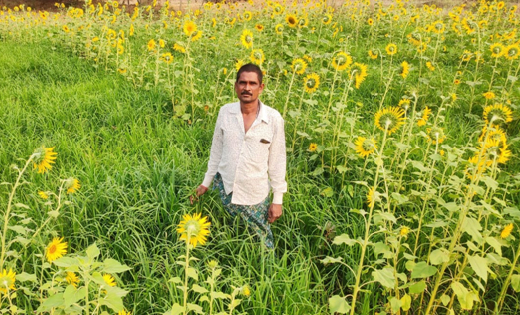 पिथौरा/सरायपाली : रागी मिलेट से कृषक डोंगर सिंह और विजयशंकर ... - CG Sandesh