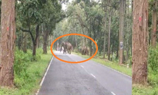 CG : एक-एक कर चार हाथियों ने किया सड़क पार - CG Sandesh