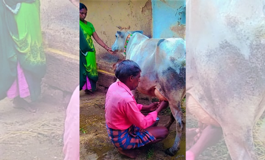 पिथौरा : गौ पालन से पराऊ साहू की आर्थिक हालात सुधरी - CG Sandesh