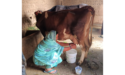 बसना : सांई स्व सहायता समूह की सदस्य चंपा पटेल ने गौ पालन को... - CG Sandesh