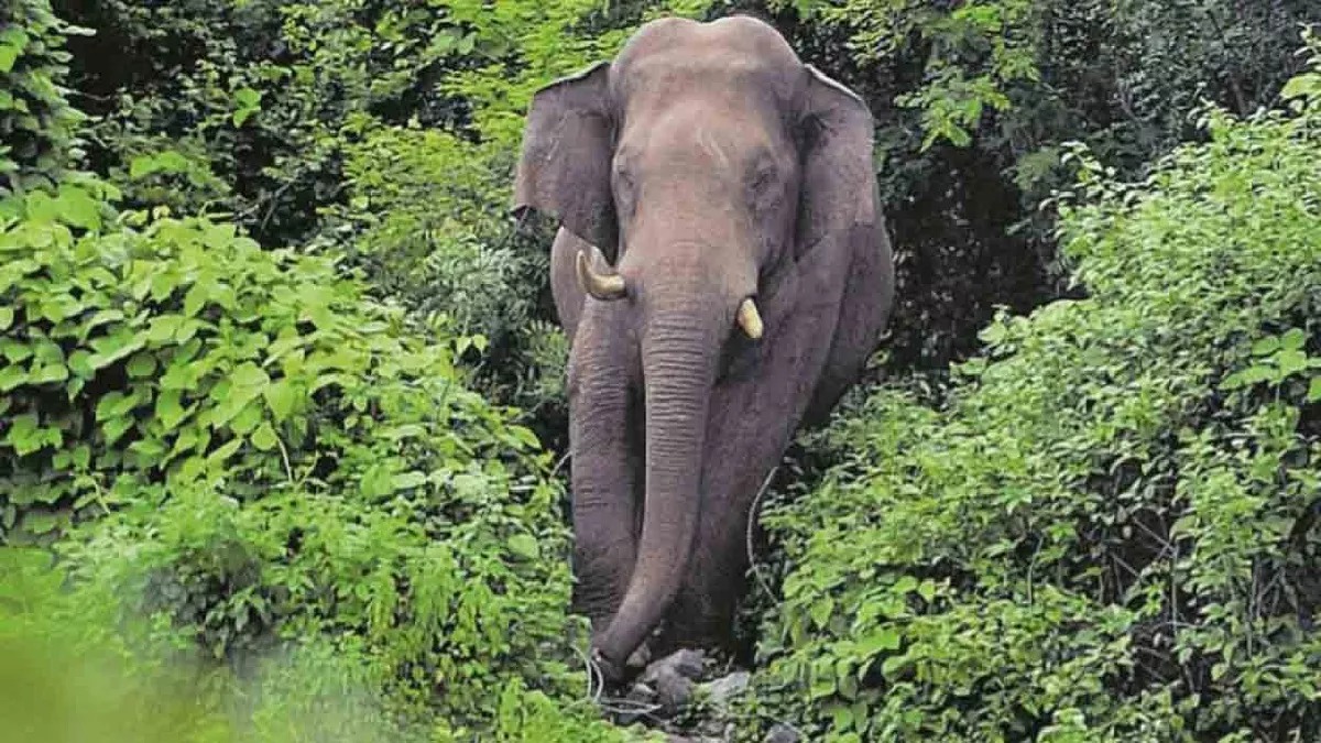 CG : बस्ती से दूर भगाने के दौरान हाथी ने ग्रामीण को कुचला, म... - CG Sandesh