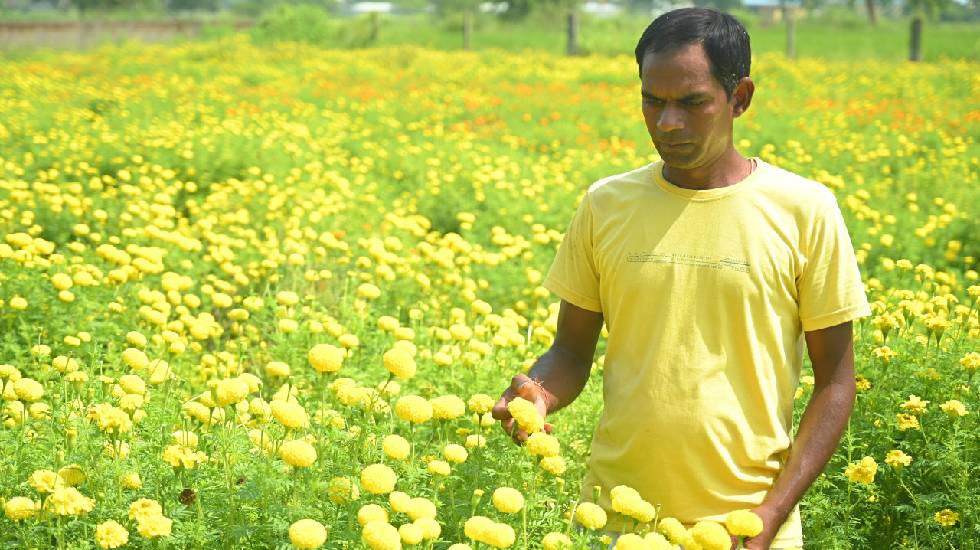 कम पानी और कम लागत में नोमेन्द्र कुमार साहू अर्जित कर रहे अध... - CG Sandesh