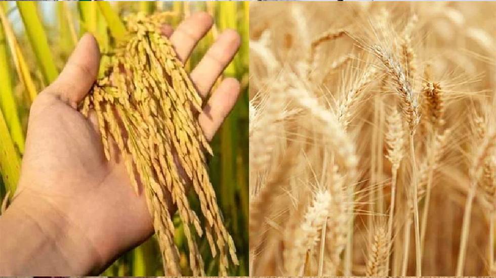 रबी मौसम में धान के बदले अन्य फसलों के उत्पादन के लिए किसानो... - CG Sandesh