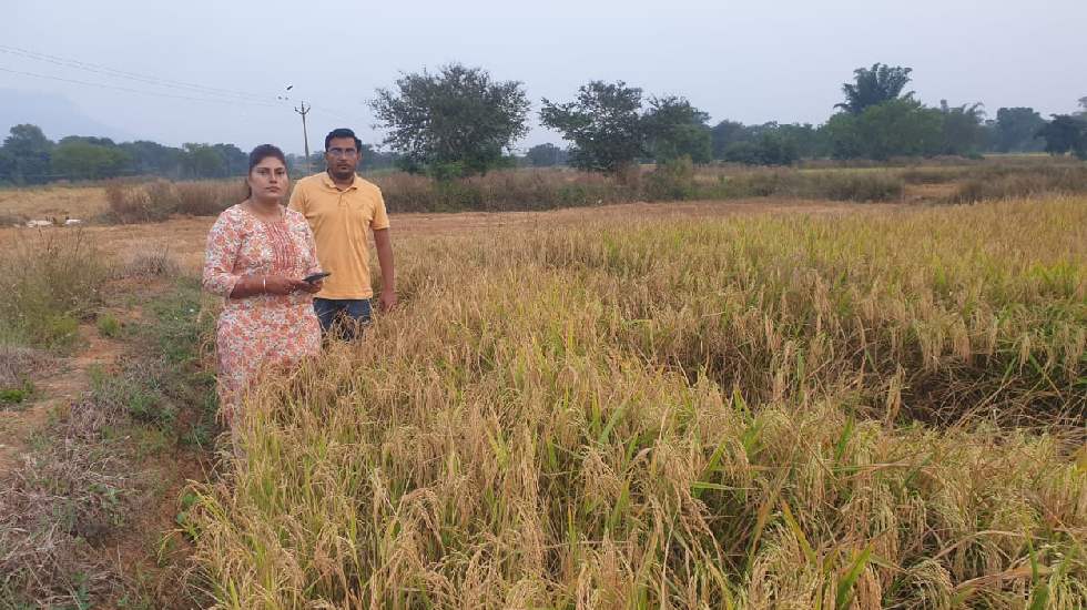 महासमुंद में खरीफ फसल 2024-25 के लिए गिरदावरी सत्यापन कार्य ... - CG Sandesh