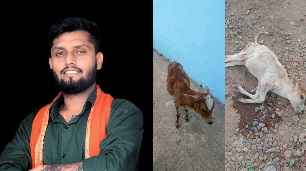 बसना : 70 गाय रखने की व्यवस्था नहीं जुटा पाया नगर पंचायत ! ग... - CG Sandesh