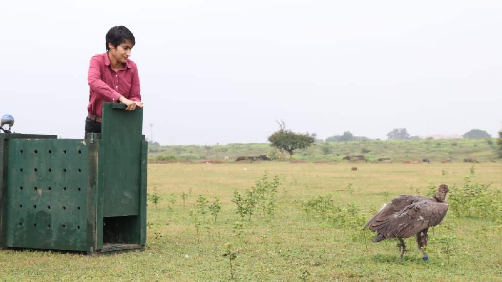 बागबाहरा जंगल से रेस्क्यू कर सफेद पूंछ वाले बीमार गिद्ध की ब... - CG Sandesh