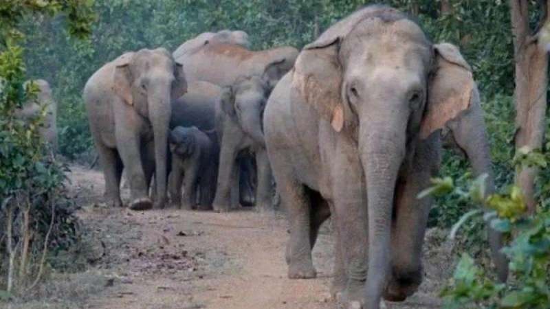 CG : छत्तीसगढ़ में हाथियों का आतंक जारी, एक बार फिर दो बच्चों... - CG Sandesh
