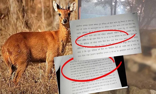 जंगल सफारी में 17 चौसिंगों की मौत, जांच रिपोर्ट में हुआ बड़ा खुलासा