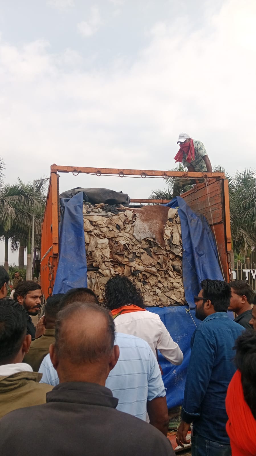 CG : टोल प्लाजा के पास पकड़ाया गाय की खाल से भरा ट्रक, दो आरो... - CG Sandesh