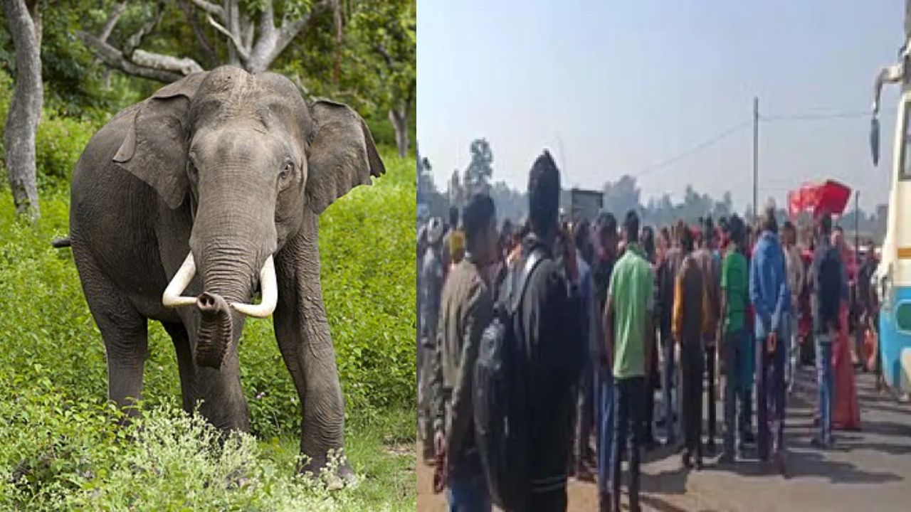 CG : हाथी ने कुचलकर ले ली ग्रामीण की जान, आक्रोशित लोगों ने ... - CG Sandesh
