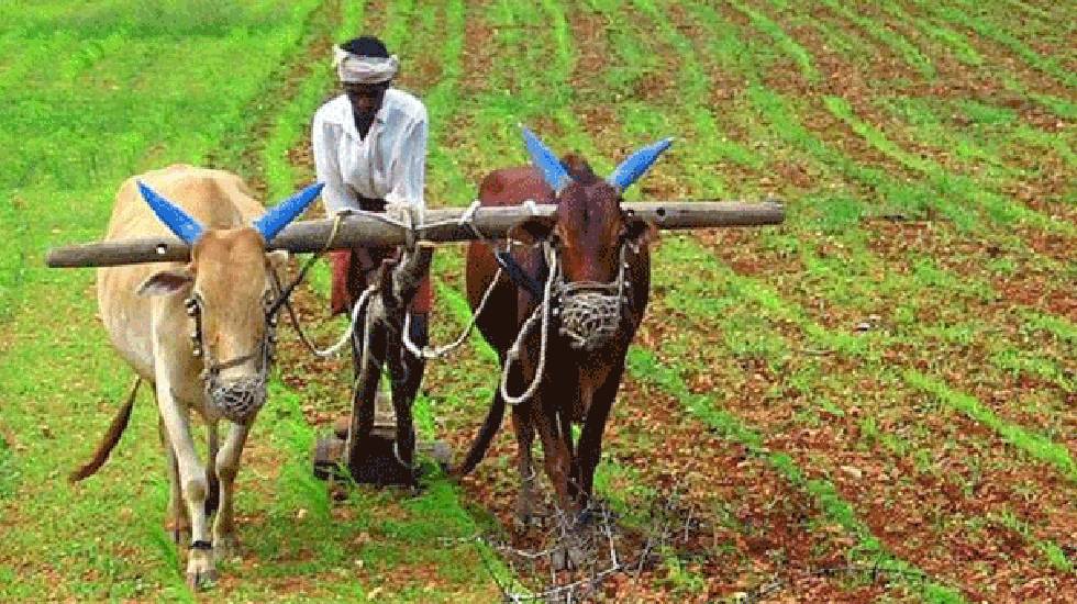 चिराग परियोजना अन्तर्गत किसानों को किया जा रहा प्रशिक्षित - CG Sandesh