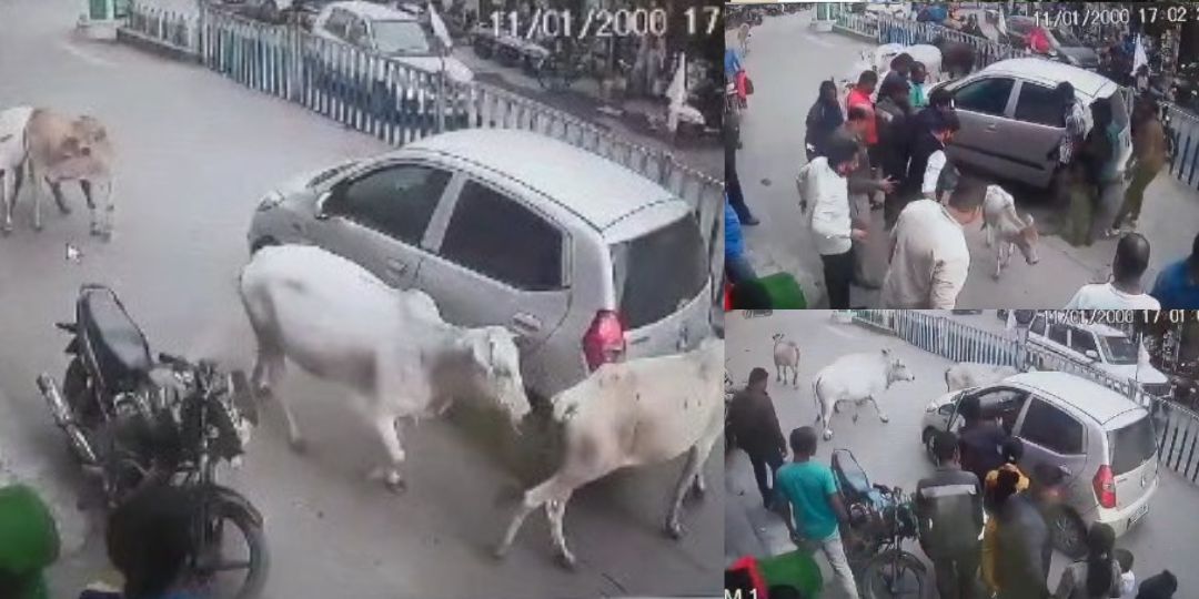 CG : कार के नीचे फसा था बछड़ा, गौवंशों ने दौड़कर रोका और घेर ... - CG Sandesh