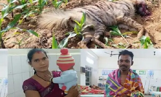 लकड़बग्घे ने पति पर किया हमला, पत्नी ने डंडे से वारकर ले ली ... - CG Sandesh