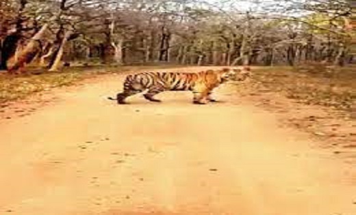 30 साल बाद दिखा बाघ, वन विभाग ने लिखी चिट्ठी -'जिसका भी ये ट... - CG Sandesh