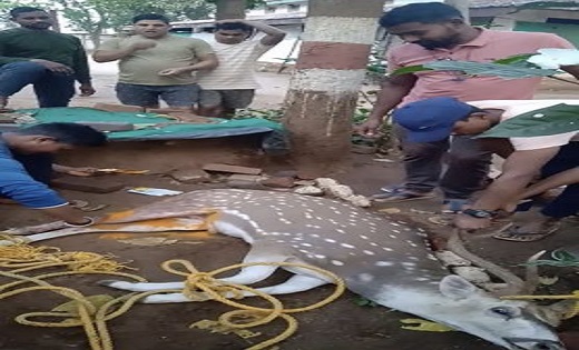 कुत्तों ने किया चीतल का शिकार...पुलिस ने बचाई जान और वन विभा... - CG Sandesh