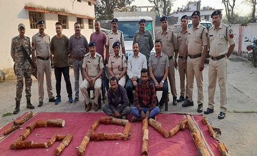 छत्तीसगढ़ में चंदन लकड़ी की तस्करी करते दो युवक चढ़े पुलिस के ... - CG Sandesh