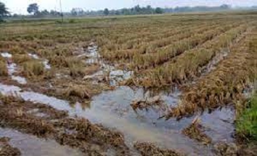 बेमौसम बारिश : छत्तीसगढ़ के कई जिलों में तेज अंधड़ के साथ बारिश, खेतों में गिरे ओले, फसल बर्बाद