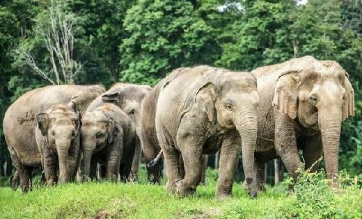 हाथियों के झुंड को देखकर भाग रही थी महिला, पत्थर से टकराकर ह... - CG Sandesh