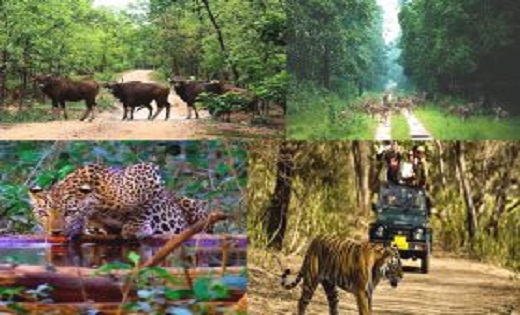 कलेक्टर ने जारी किया आदेश : बाघ की मौजूदगी के कारण बारनवापार... - CG Sandesh