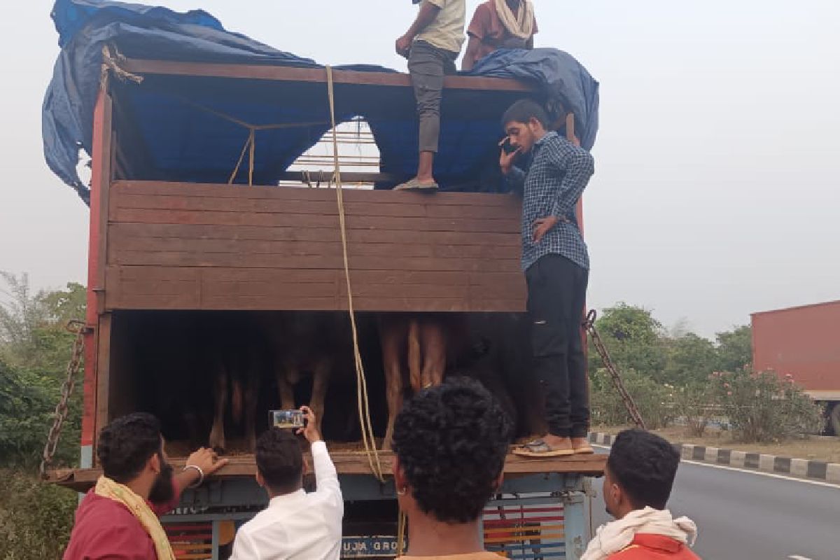 पिथौरा : कत्लखाने जाने से बचाये गए 29 मवेशी, विश्व हिंदू परि... - CG Sandesh